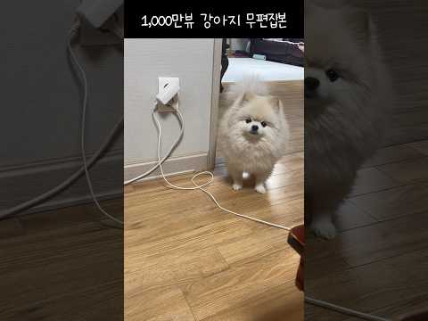 1,000만뷰 강아지 무편집본