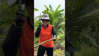 เพราะความจนบ่อนุญาตให้เราอ่อนแอ ขุดข่าเกษตรแดงใหญ่ ส่งพี่น้องที่สั่งมาจ้า #ข่าเกษตรแดงใหญ่