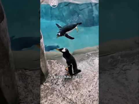 Penguin Bingung Cari Jalan #shorts