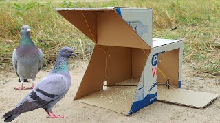 Really Unique Quick Pigeon Trap Make From Cardboard Box - Simple but Process 100%