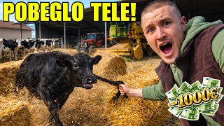 POBEGLO TELE! Premeštanje Teladi Pošlo NAOPAKO! + Izmene na HALI