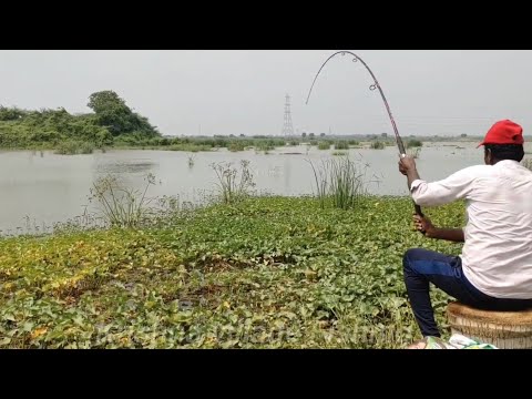 LOCAL VILLAGE 🎣 FISHING in SINGLE HOOK ROHU FISHES Catching...?