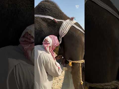 Valley of Madinah | Wadi Al Baida Milk of Al-Ibl #shorts