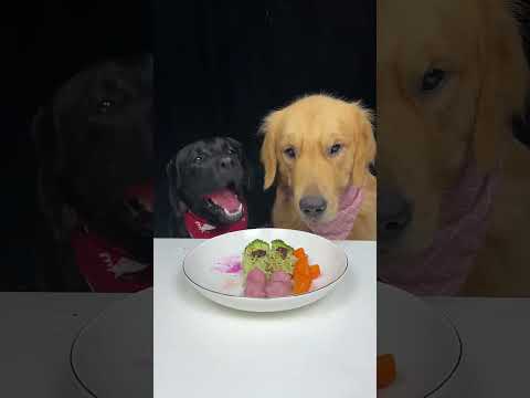 Golden Brother Always Wants To Eat Before Me. Labrador and Golden. The Daily Life Of Two Cute Dogs