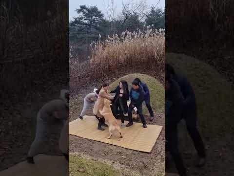 조상님 뵈러왔다가 멧돼지의 등장에 난리난 이유;;