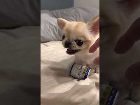 Salió bravo este pequeño