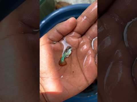 2 മാസങ്ങൾ കൊണ്ട് മലർന്ന് കിടന്ന് ഫുഡ്‌ തിന്നുന്ന ഗപ്പി 😓🤲 #farming #guppy #shorts #short
