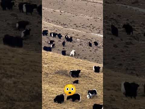 dog's attack on yaks at northern area pakistan.. #yakride #attack #dangerousplaces #mountains #horse