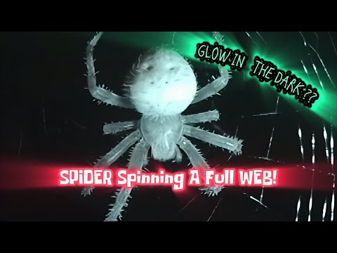 SPiDER Spinning A FULL WEB! ((Glow In The Dark?))