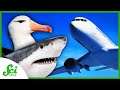 Nature-Inspired Aviation Innovations
