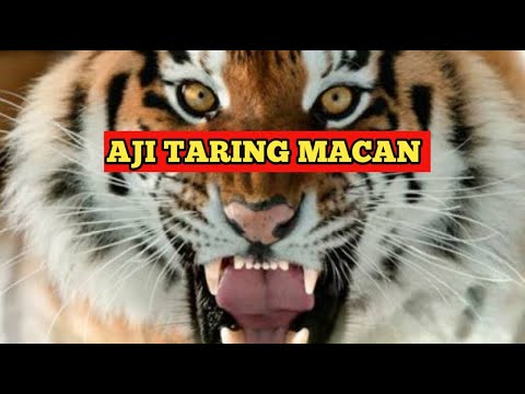 Aji Taring Macan