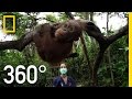 Orangutan Learning and Conservation Challenges