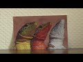 Lizards' Adaptations to Hurricanes
