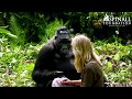 Understanding Gorilla Behavior and Interaction