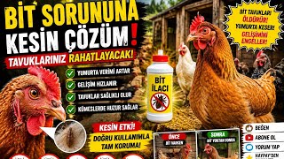 TAVUK BİTİNE KESİN ÇÖZÜM #tavukbitineson #kümesaçma #doğalüretim #poultry #hayvanlaralemi 