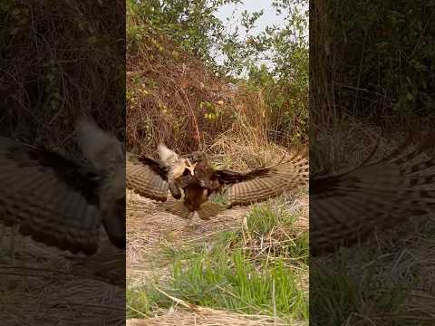 Hawk eagle fly down hunt bird of prey 🦅#shortsfeed #birds #hunting #huntingbirds #youtuber #shorts
