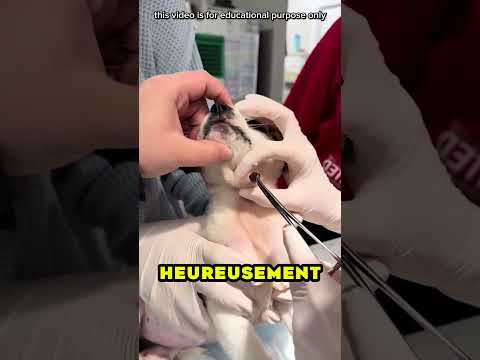 La pauvre chiens 🐕