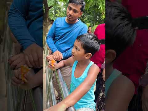 চল আজ তোকে অ্যানাকন্ডা সাপ দেখাব #shorts #alipurzoo #anakonda