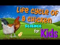 Understanding Chicken Biology and Behavior