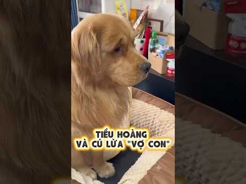 Tiểu Hoàng Và Cú Lừa Vợ Con 😂🐱💥