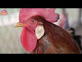Âm Nhạc và Nhân Vật Trong Video
