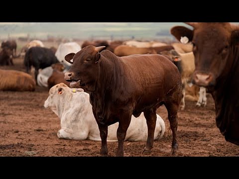YouTube video thumbnail: South Africa Still Battling FMD in Cattle, Mass Vaccination Campaign Launched
