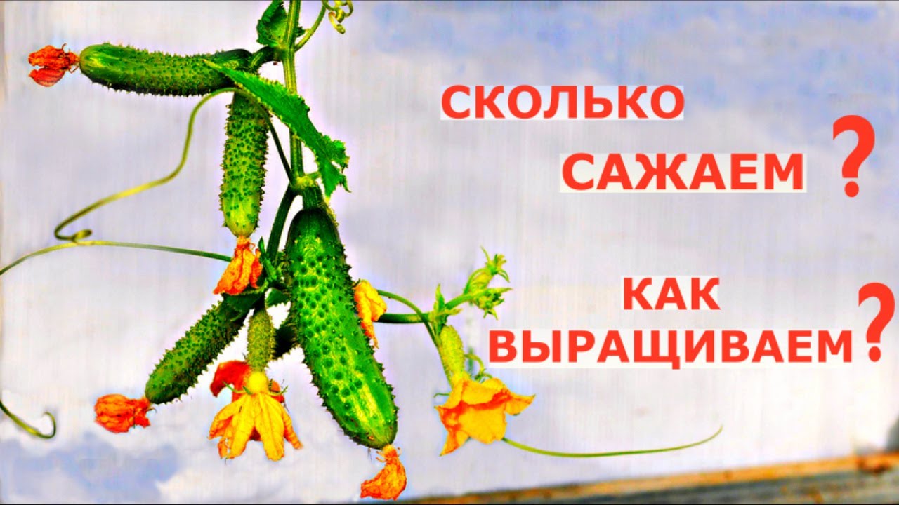 Почему огурцы не болеют до поздней осени?