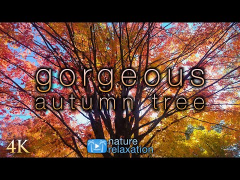 Gorgeous Autumn Tree 4K Screensaver - Natural Window Film