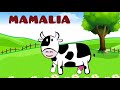 Understanding Cows and Their Characteristics