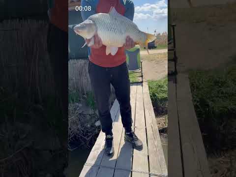Big Fish But Unlucky Man ๐|| #jollyjunction #shortsfeed ||