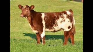 Nagel Stock Farm