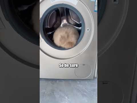 Dogs Love to Sleep in Washing Machines!