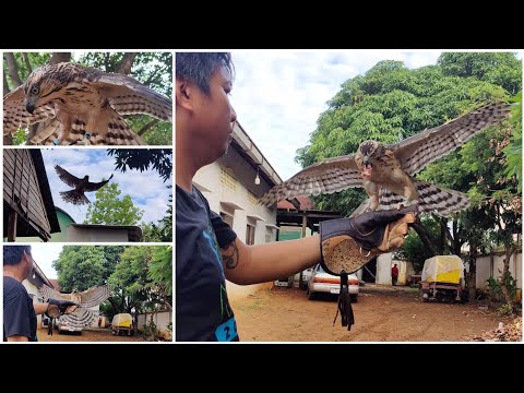 training goshawk 😂 #bird #prey #eagle #hawk #falcon #training