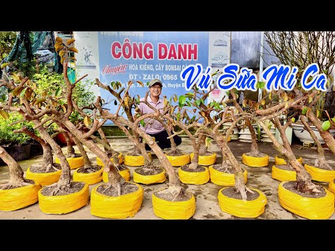 Công Danh 13/1 giá hữu nghị lô Vú Sữa Mica lên mầm sống khỏe