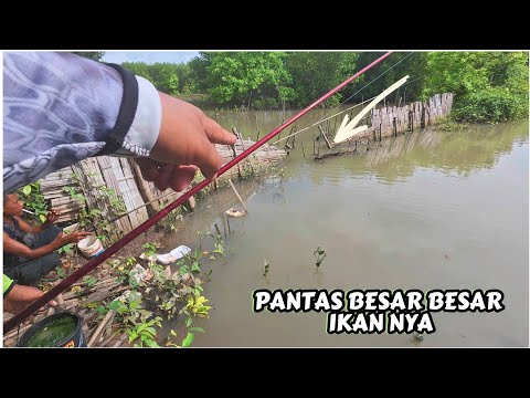 Seperti inilah spot mancing kalau masih belum di pancingi sama sekali,ikan nya besar besar