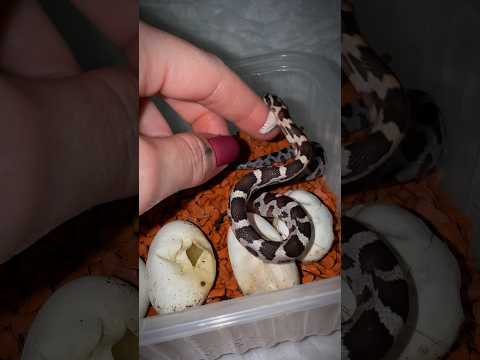 Маисовые полозы #вмиреживотных #питомцы #животные