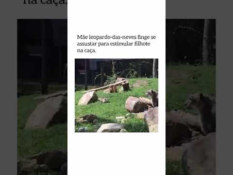 Mãe leopardo ensinando filhote #viral #animais animals  #funny #fyp