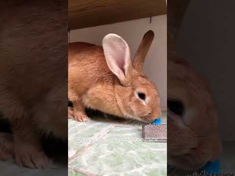 Кролик и расческа. #кролик #rabbit #прикол #животные #юмор #позитив #ушастик