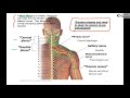 Spinal Cord Functions and Anatomy