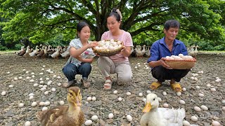 A Day with Dad -Daughter  | Harvesting Duck Eggs, Going To The Market To Sell Them | Lý Thị Ca
