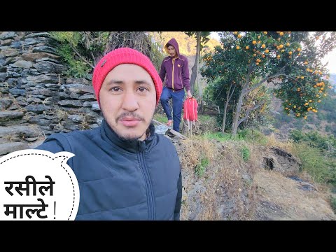 सुबह-सुबह विकास के लिए रसीले माल्टे निकाल दिए || Pahadi Lifestyle Vlog || Cool Pahadi