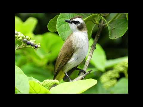 SUARA MEMIKAT BURUNG MERBAH KAPUR 2021