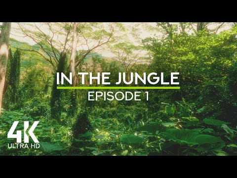 4K Hawaiian Jungle - Episode 1 | Tropical Birdsong & Forest Sounds for Sleep & Study