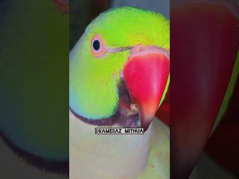 मम्मी एक ग्लास पानी देदो 😈 #funny #talkingparot #viralvideo #shorts