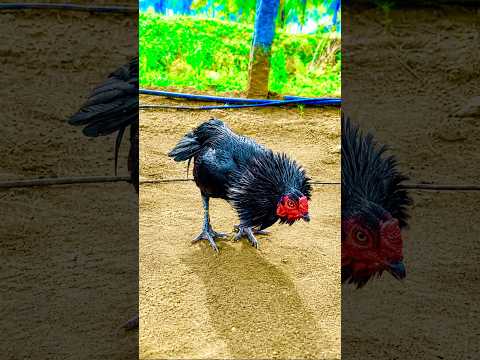 it's time for blac #chickenbreeds #aseelmurga #roosterfarm #aseelmurga #swataseels #ayam