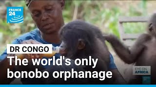 YouTube video thumbnail: From Poachers to Refuge: The World's Only Bonobo Orphanage Is Hidden in DR Congo