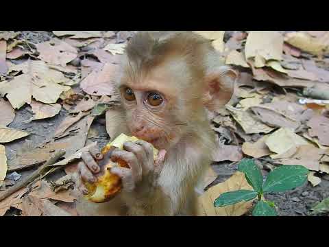 Baby Monkey Making Happy Sounds at Temple #nature