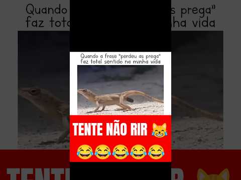 TENTE NÃO RIR Ep252 #funnyanimals #memes #animaisfofos #cachorro #petsengracados #funnydogs #pets
