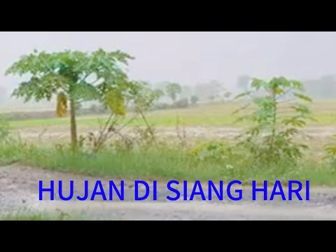 Raining during the day | The atmosphere of a house on the edge of a rice field