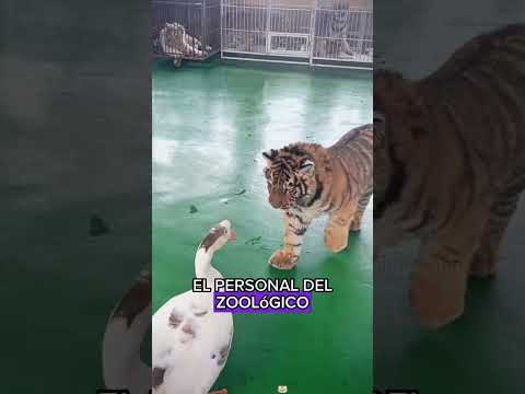 The Tiger Who Let a Goose Boss Him Around#animals#Friendship #Us